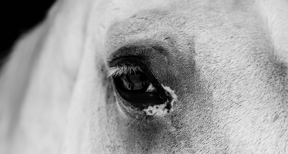 Great benefit analysts