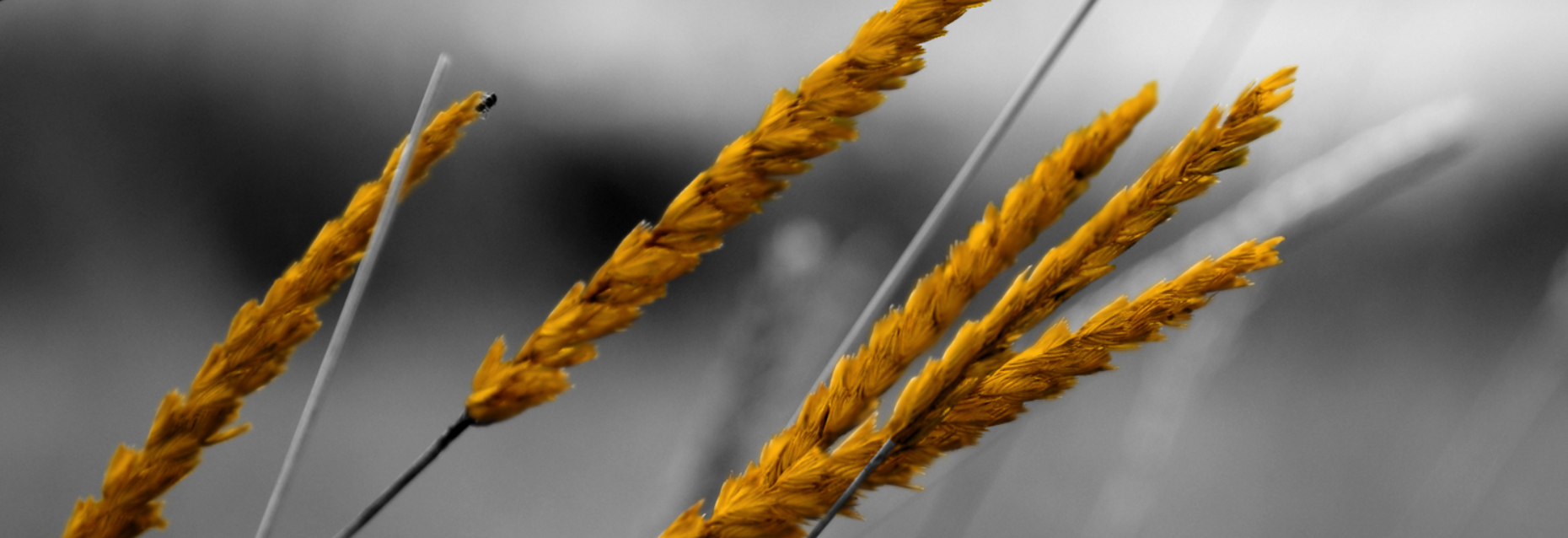 Capability development for employees